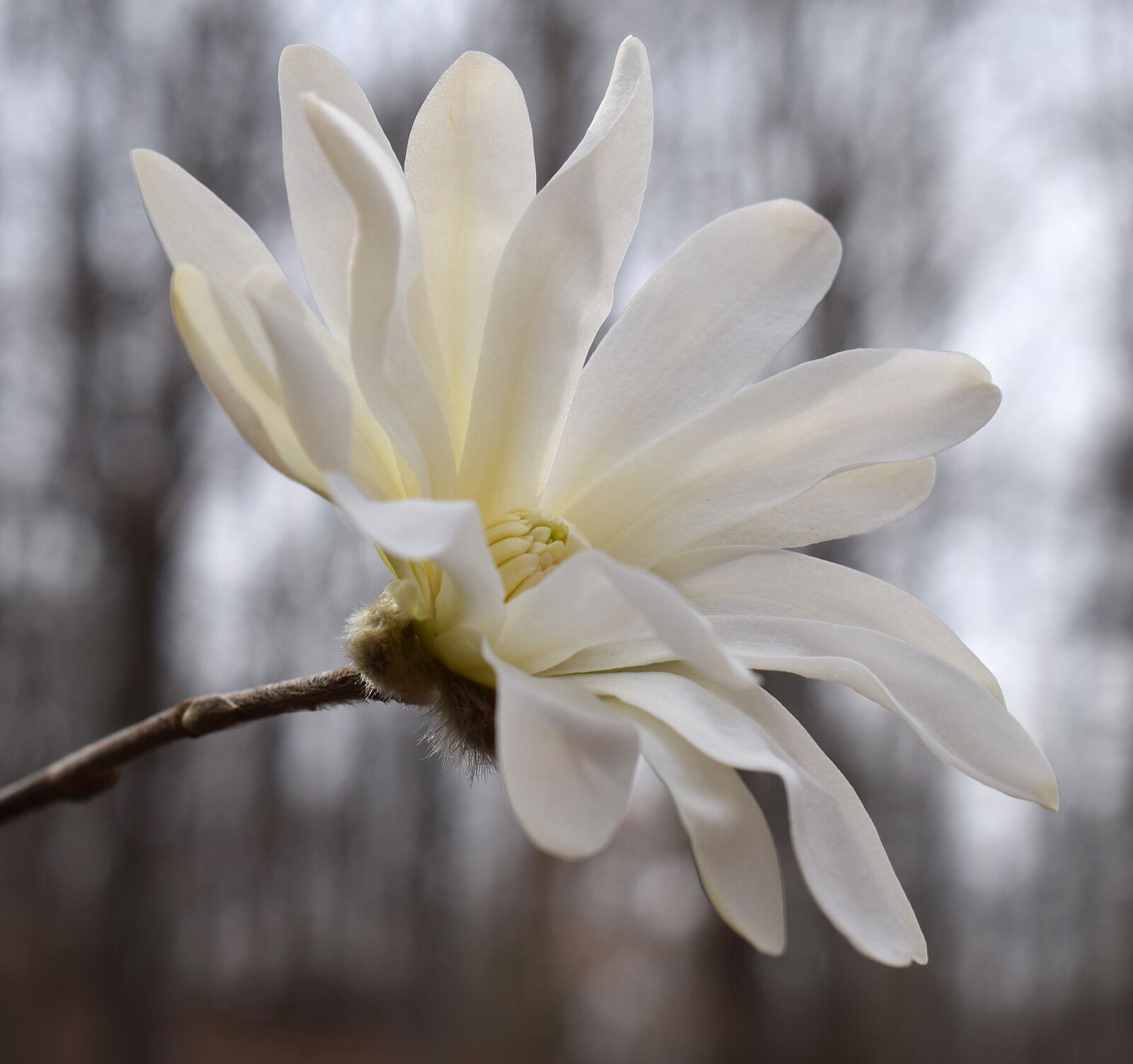 Nikon D3300 sample photo. Star magnolia, magnolia, tree photography
