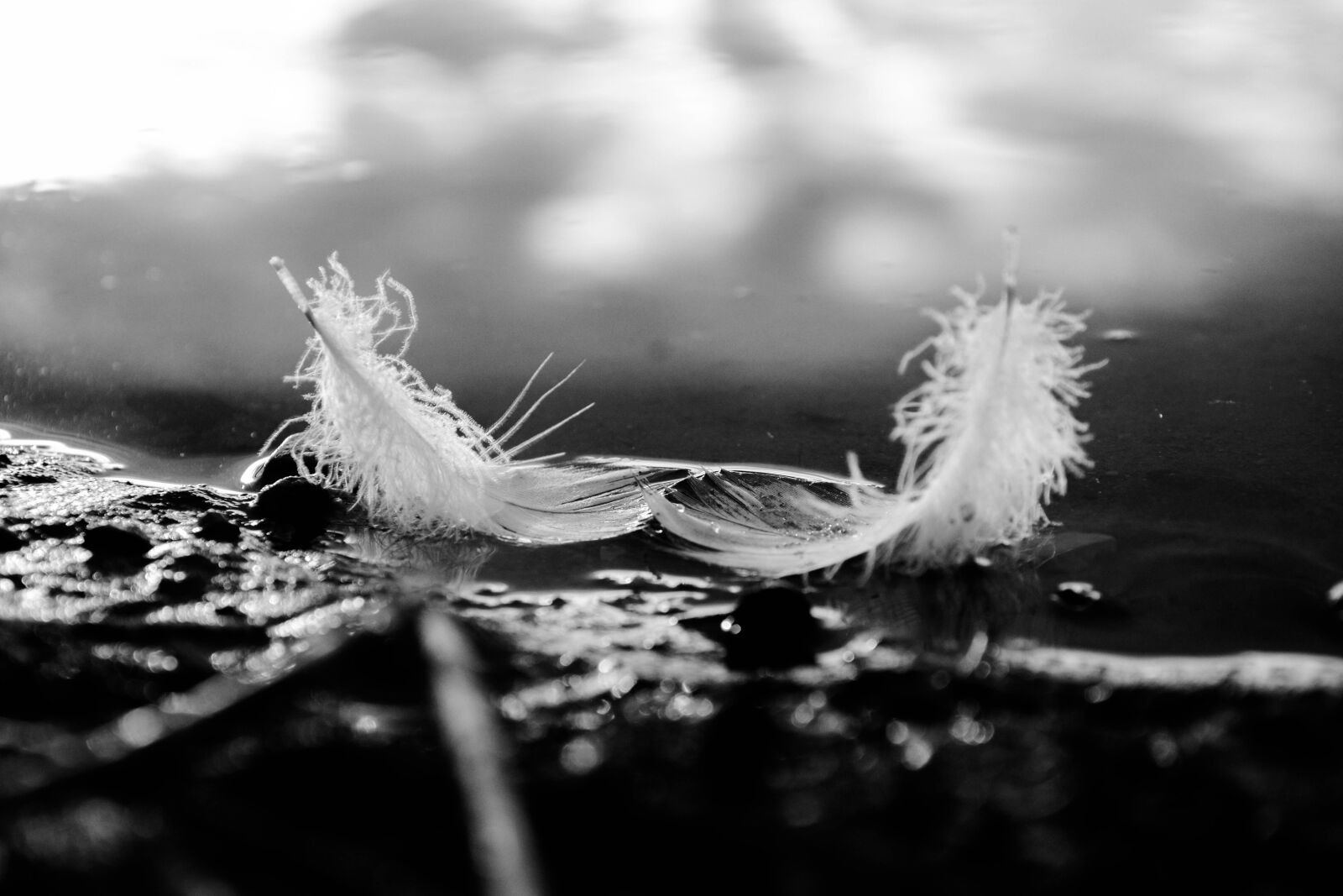 Nikon D5200 sample photo. Beauty, nature, feathers photography