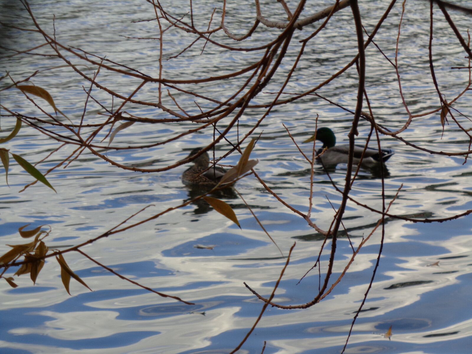 Sony Cyber-shot DSC-W730 sample photo. Ducks, pond, swim photography