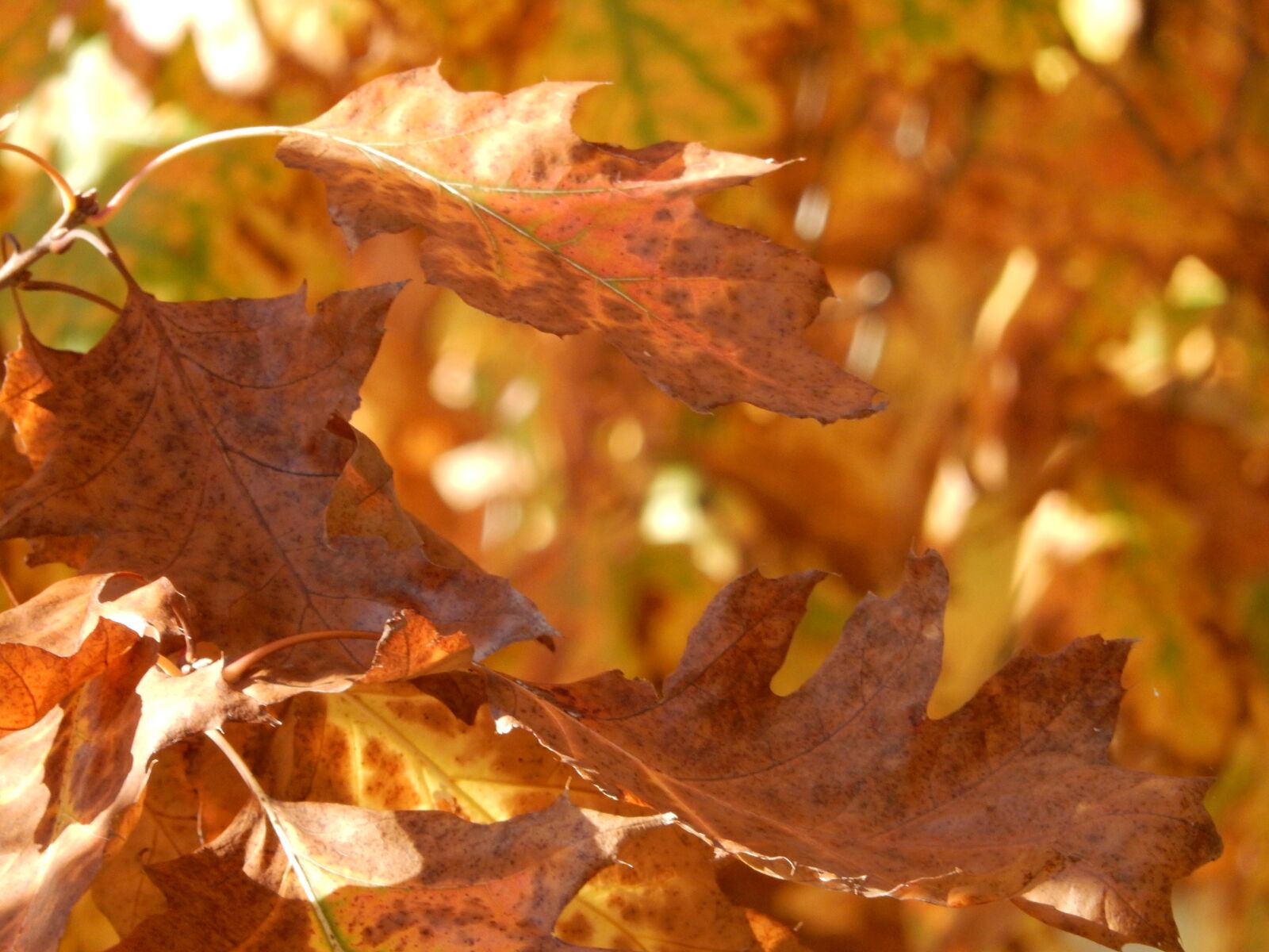 Nikon Coolpix S9700 sample photo. Halloween, autumn, leaves photography