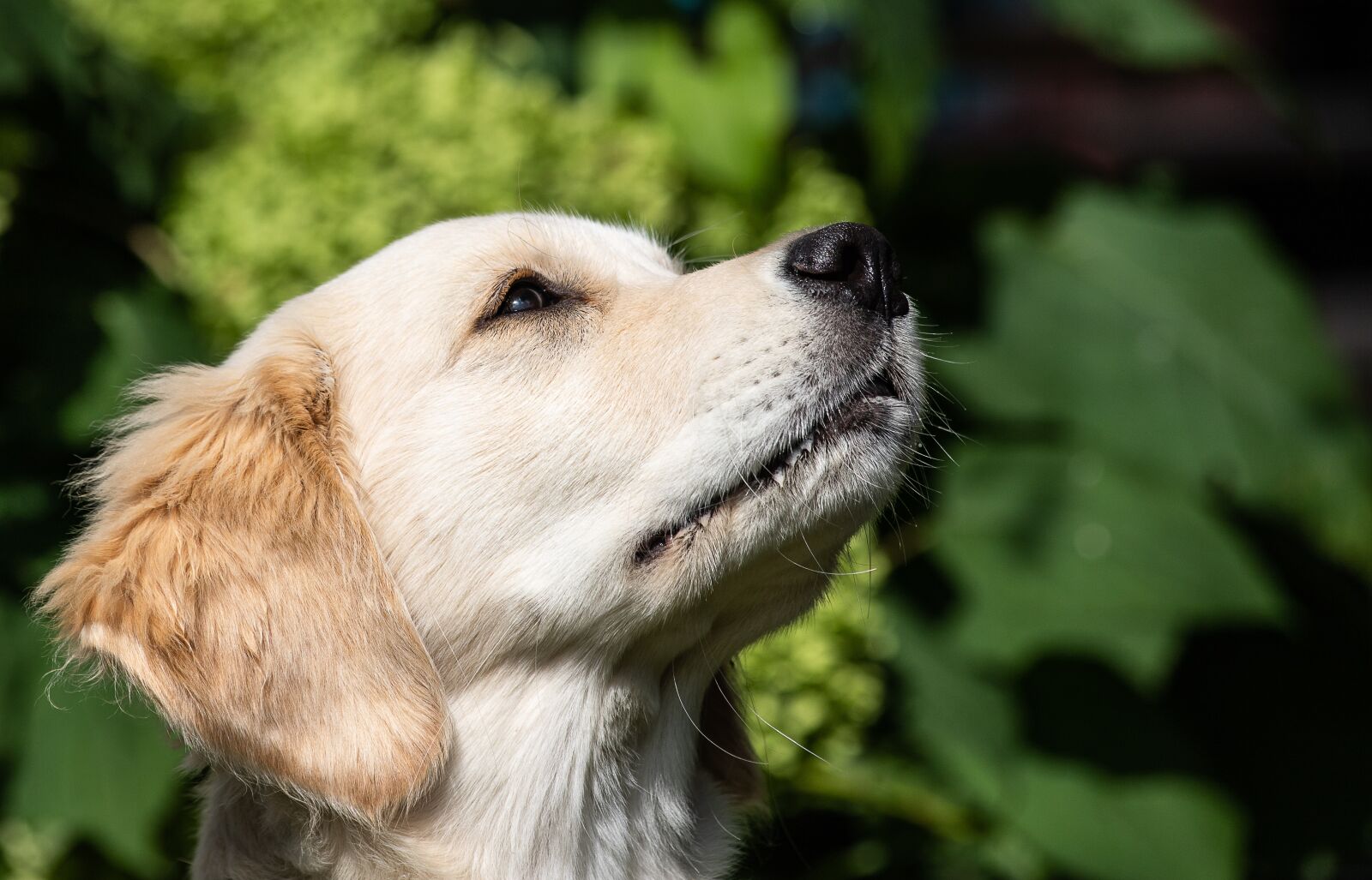 Canon EF 70-300mm F4-5.6 IS USM sample photo. Dog, mammal, animal photography