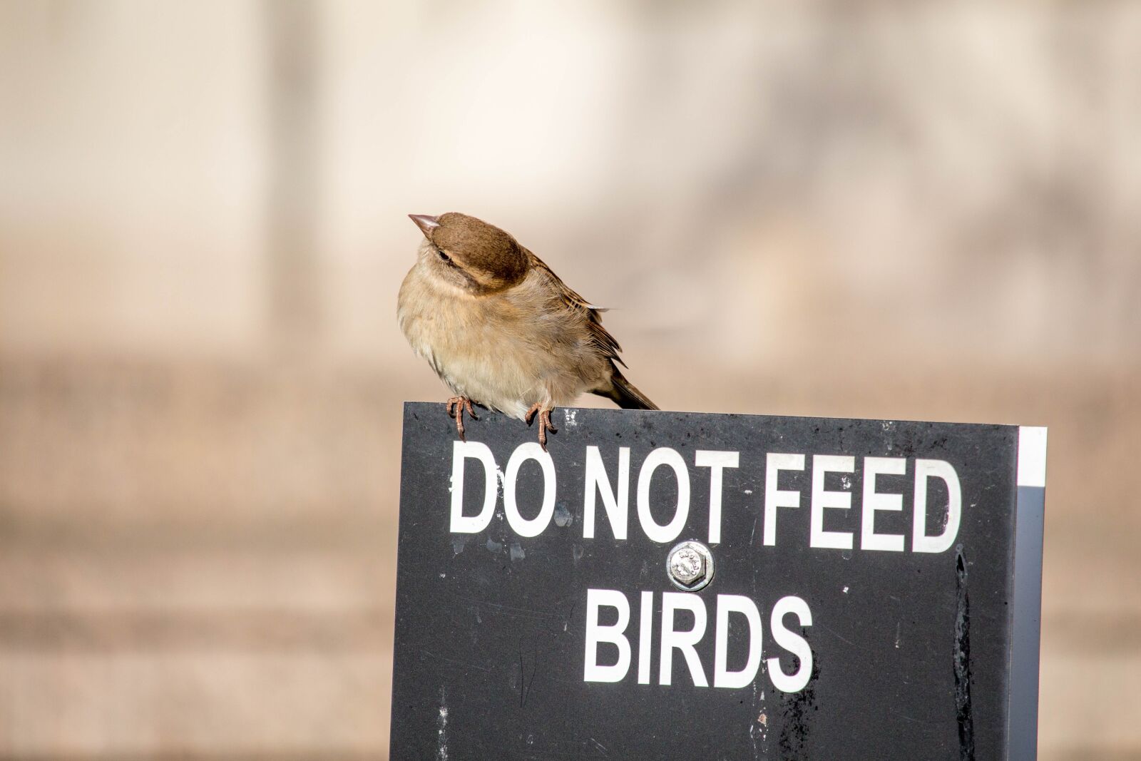 Canon EOS 700D (EOS Rebel T5i / EOS Kiss X7i) sample photo. Outdoors, nature, bird photography