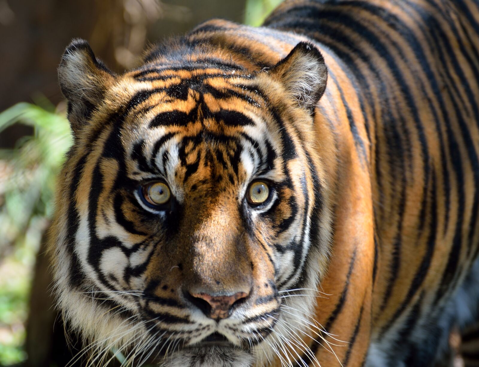 Nikon D7000 sample photo. Sumatran tiger, cat, large photography