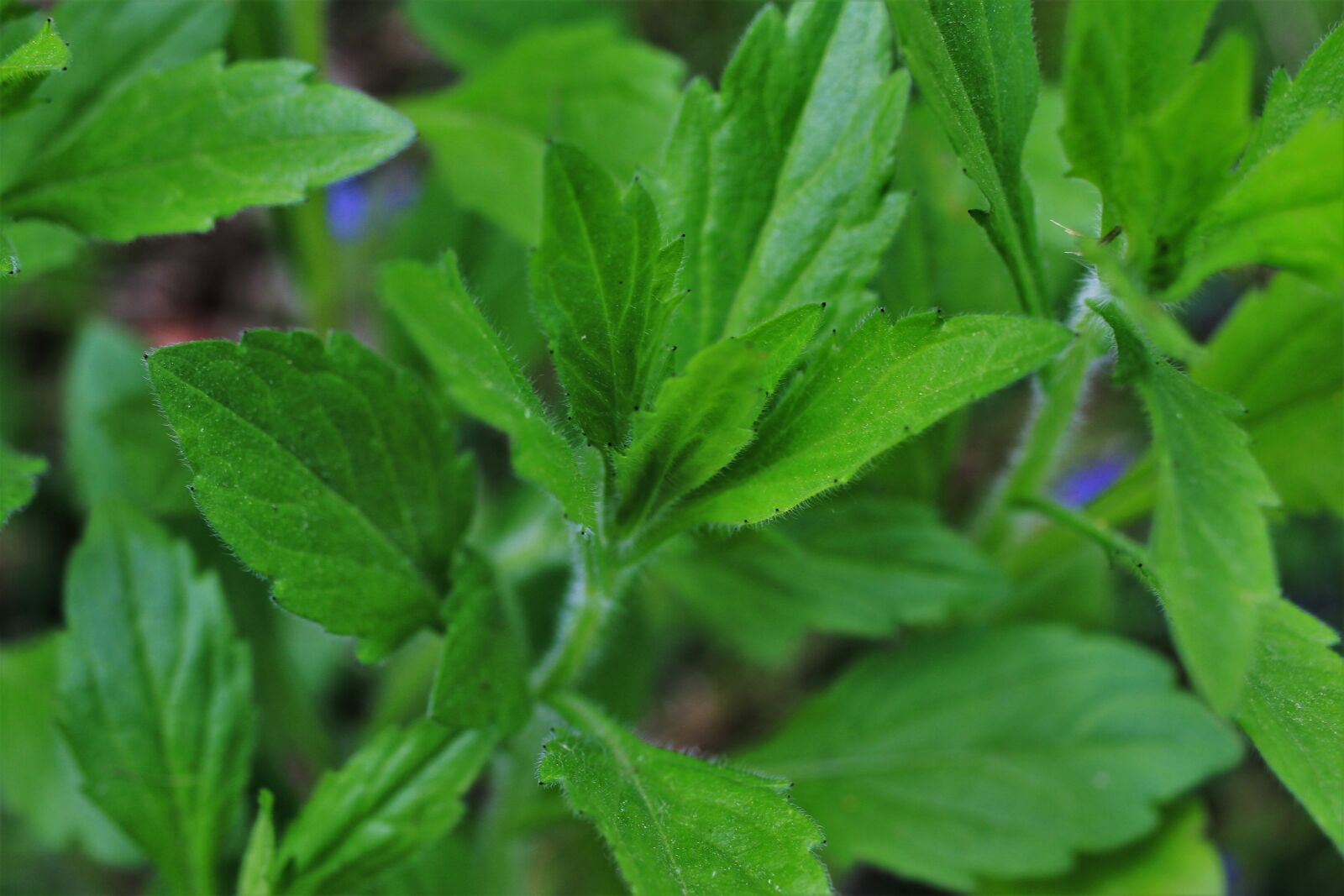 Canon EF-S 35mm F2.8 Macro IS STM sample photo. Leaves, green, garden photography