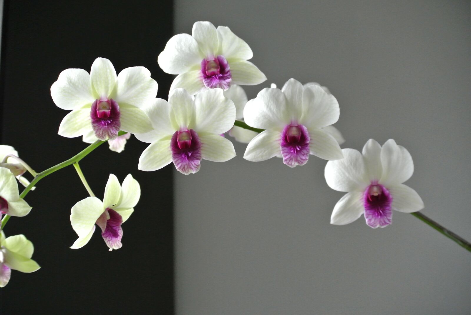 Nikon 1 Nikkor VR 30-110mm F3.8-5.6 sample photo. Orchid, flower, beautiful port photography
