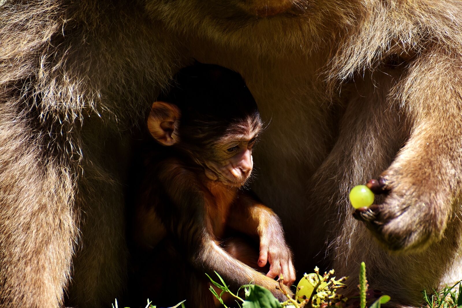 Nikon D7200 sample photo. Ape, baby monkey, barbary photography