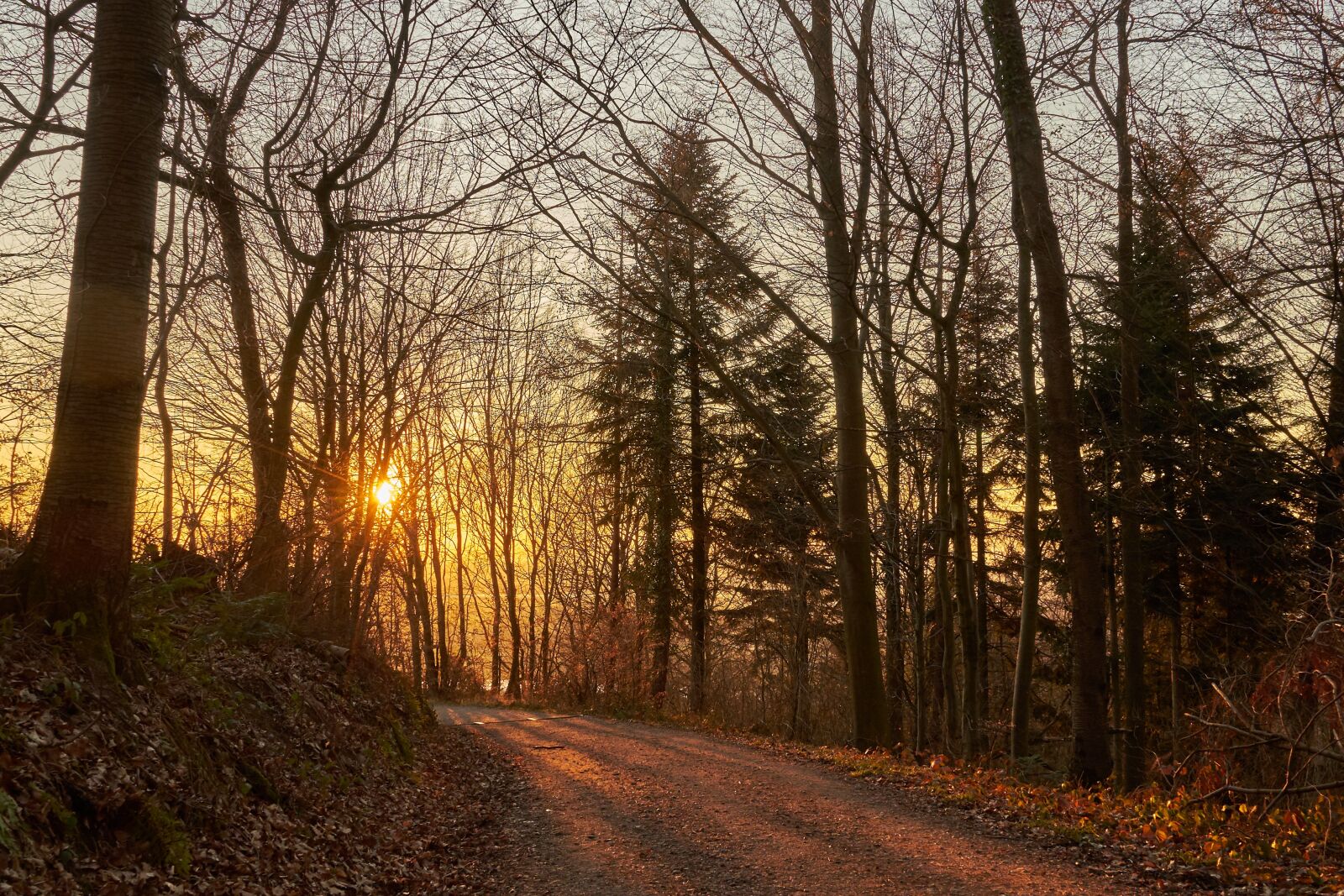 Sony a7 II sample photo. Forest, evening, sun photography