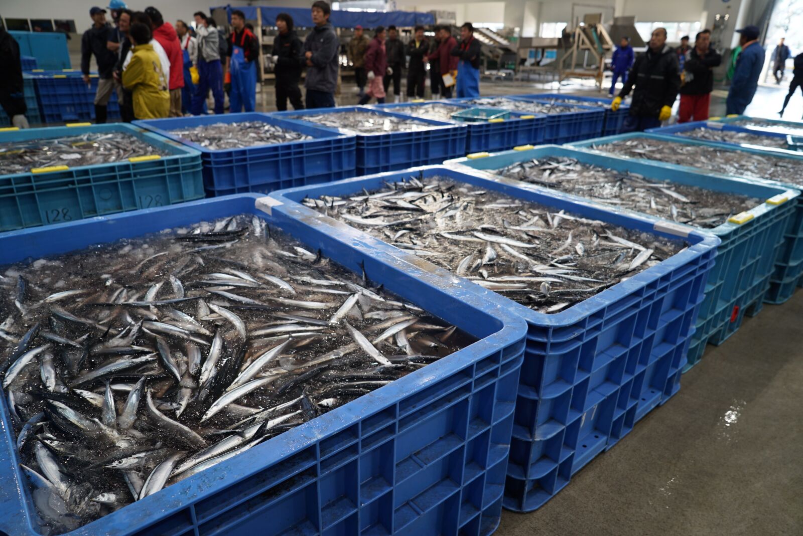 Sony a7S sample photo. Pacific saury, fish, fishing photography