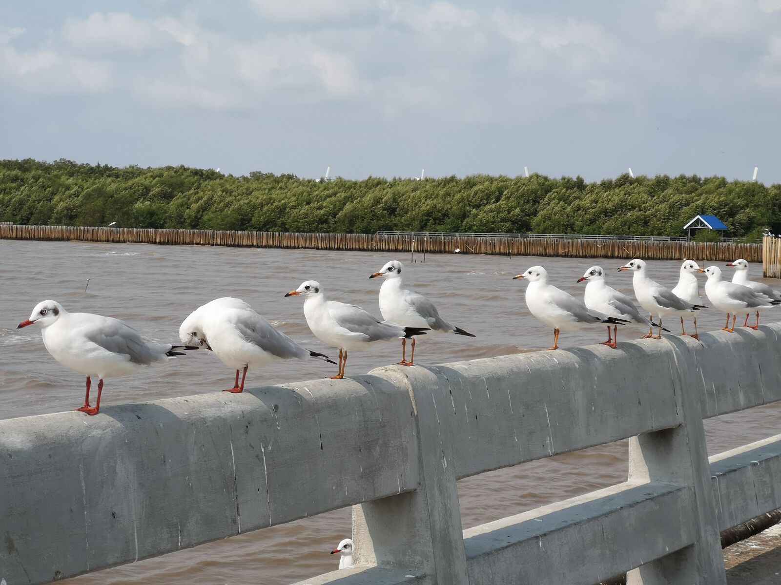 HUAWEI CLT-L29 sample photo. Seagull, sea, animal photography