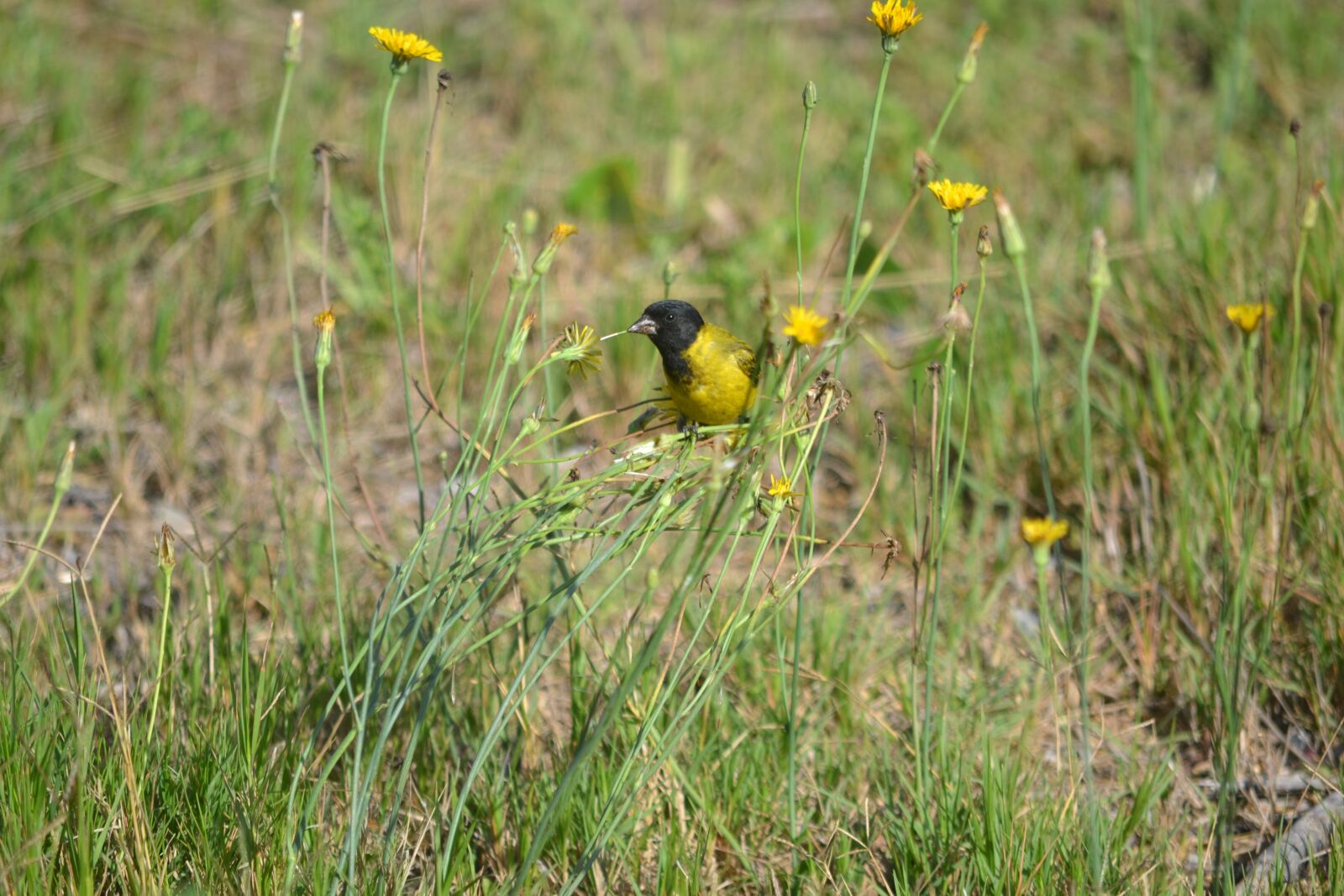 Nikon D3100 sample photo. Bird, uruguay, summer photography