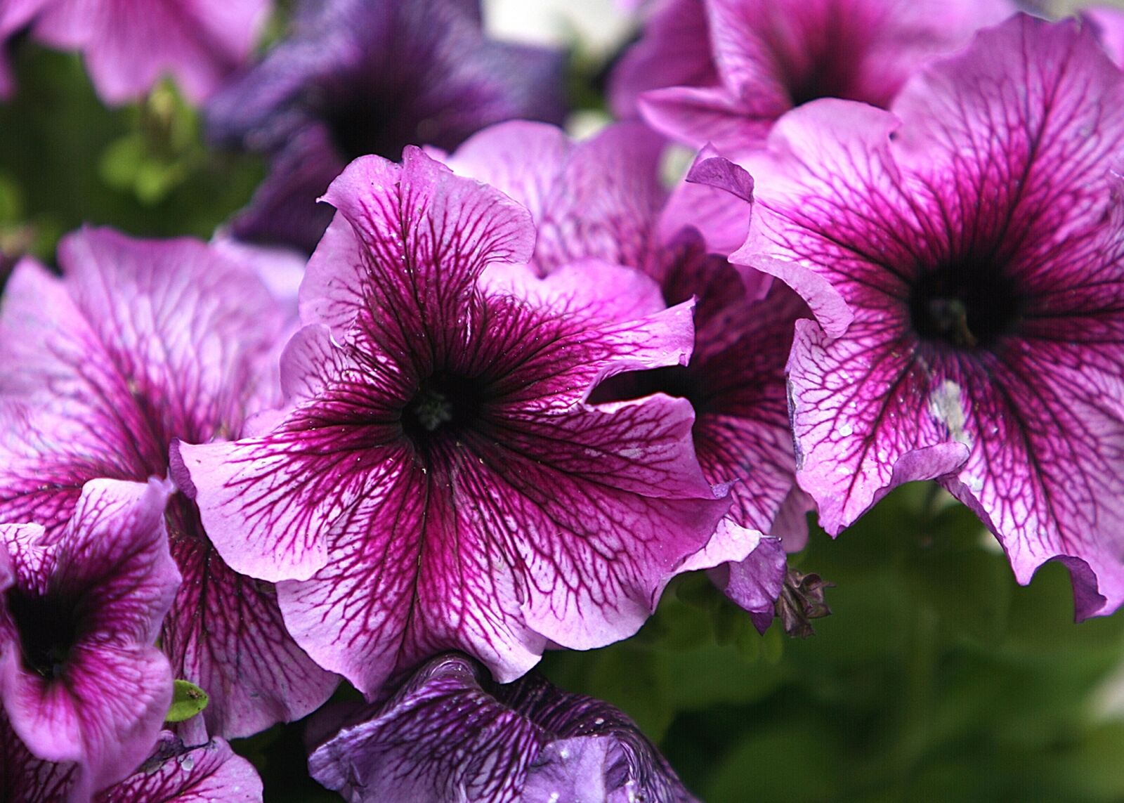 Canon EOS-1D Mark II N sample photo. Flower, petunia, blossom photography