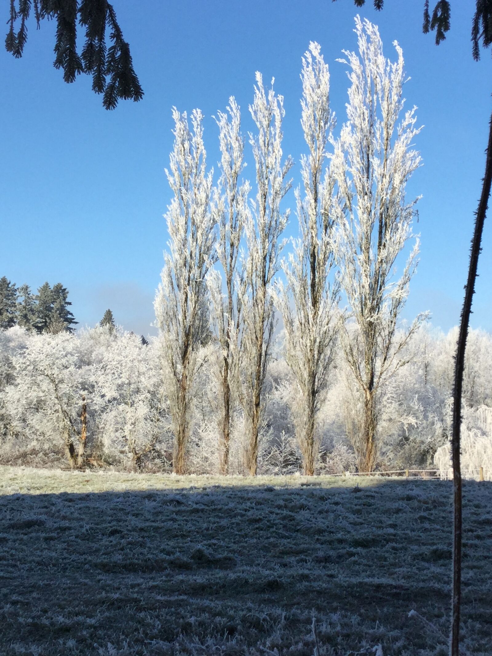 Apple iPad Air 2 sample photo. Trees, standing, tall photography