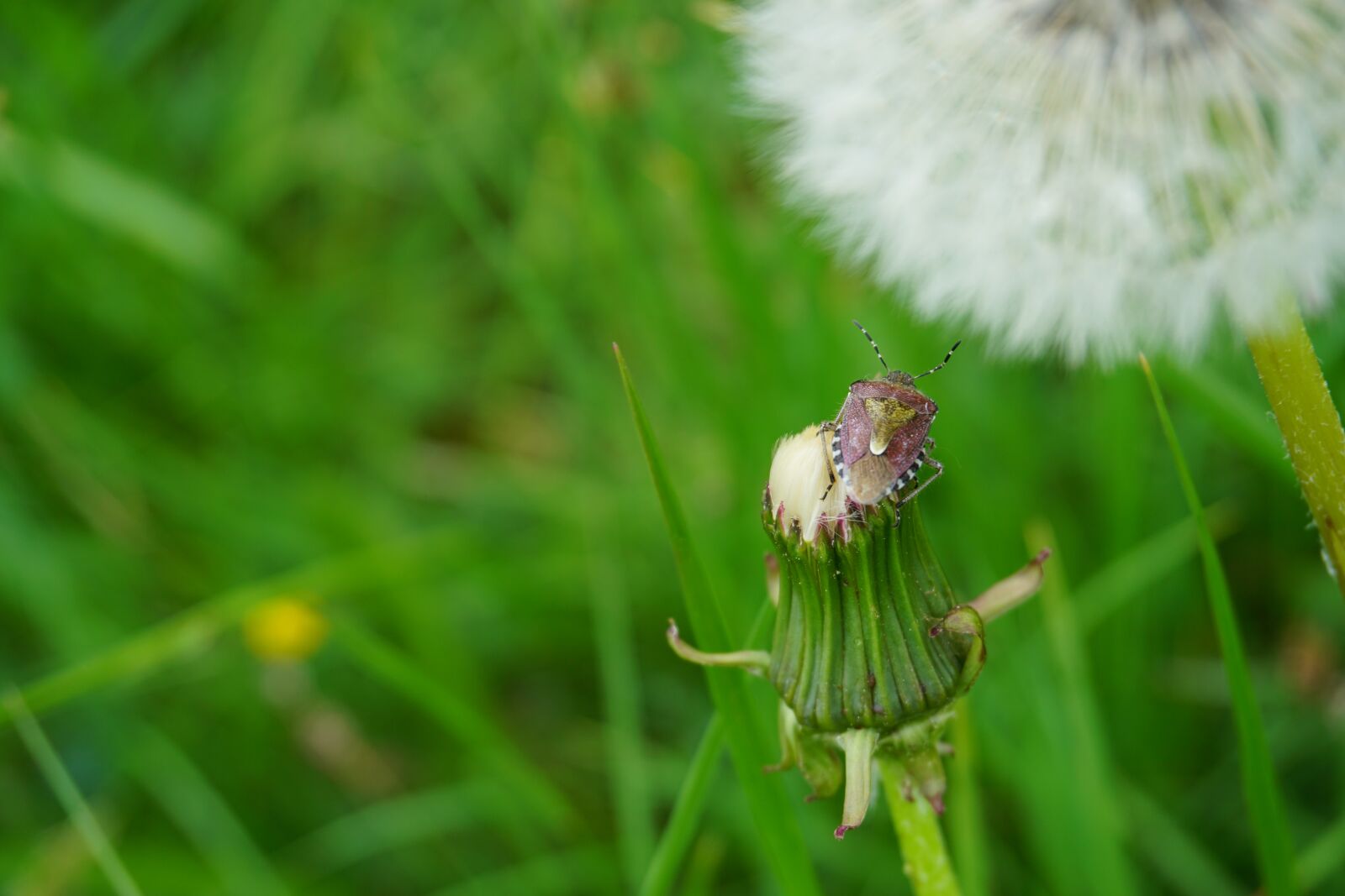 Sony a6000 sample photo. Bug, insect, nature photography