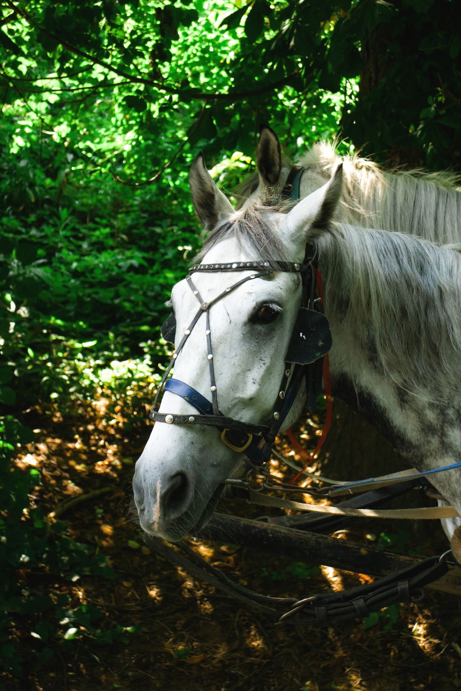 Canon EOS M sample photo. Horse, horses, park photography