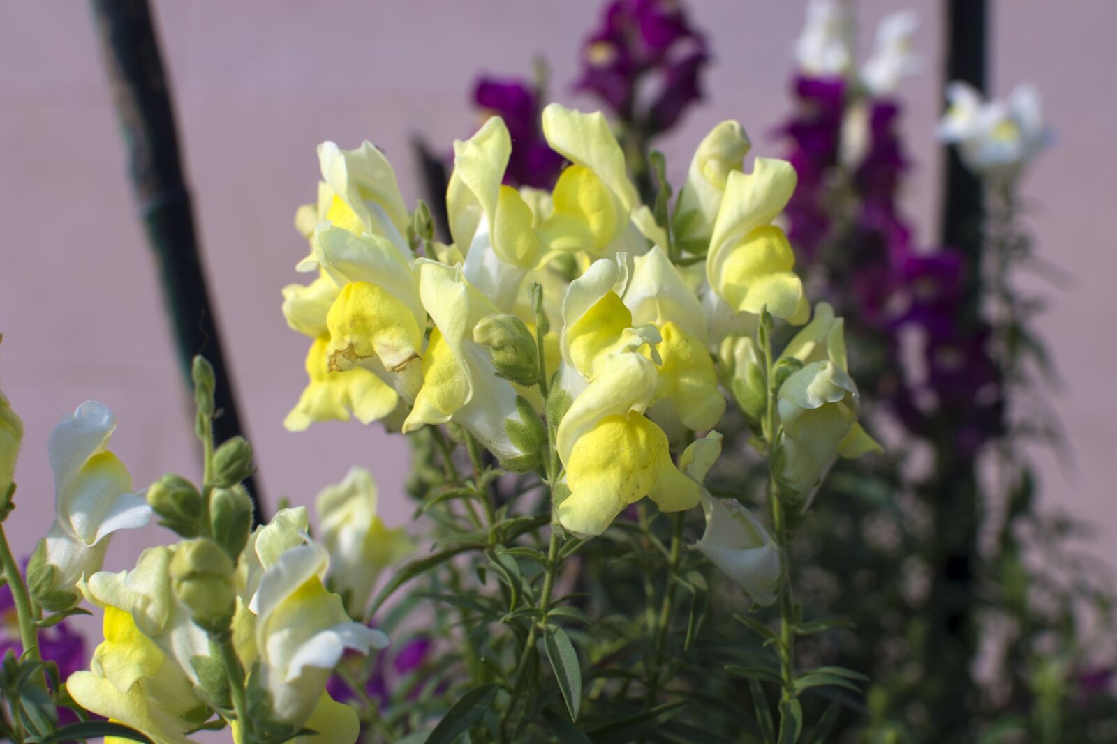 Nikon D3200 sample photo. Flower, nature, beauty photography