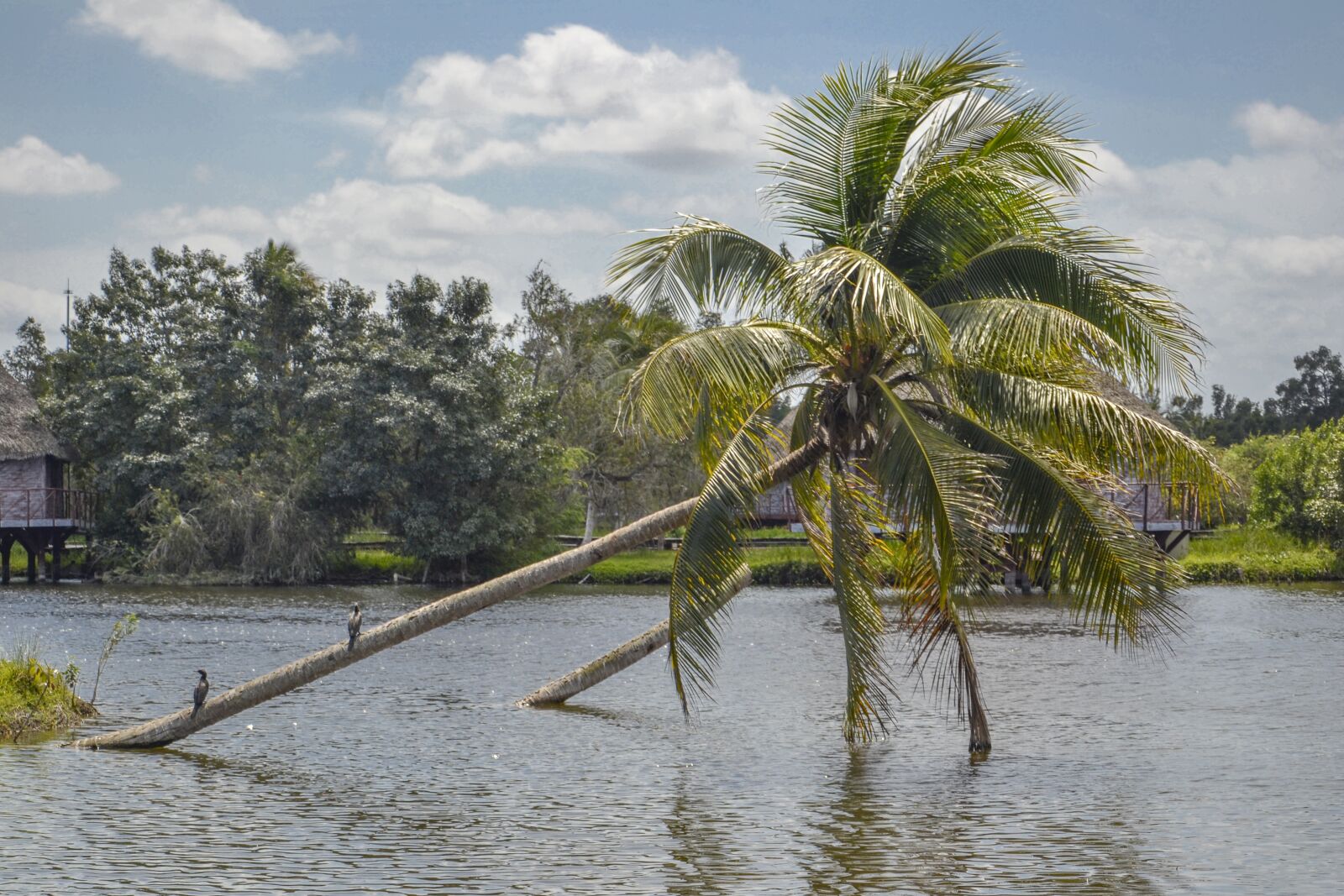 Nikon D3100 sample photo. Cuba, palms, sea photography