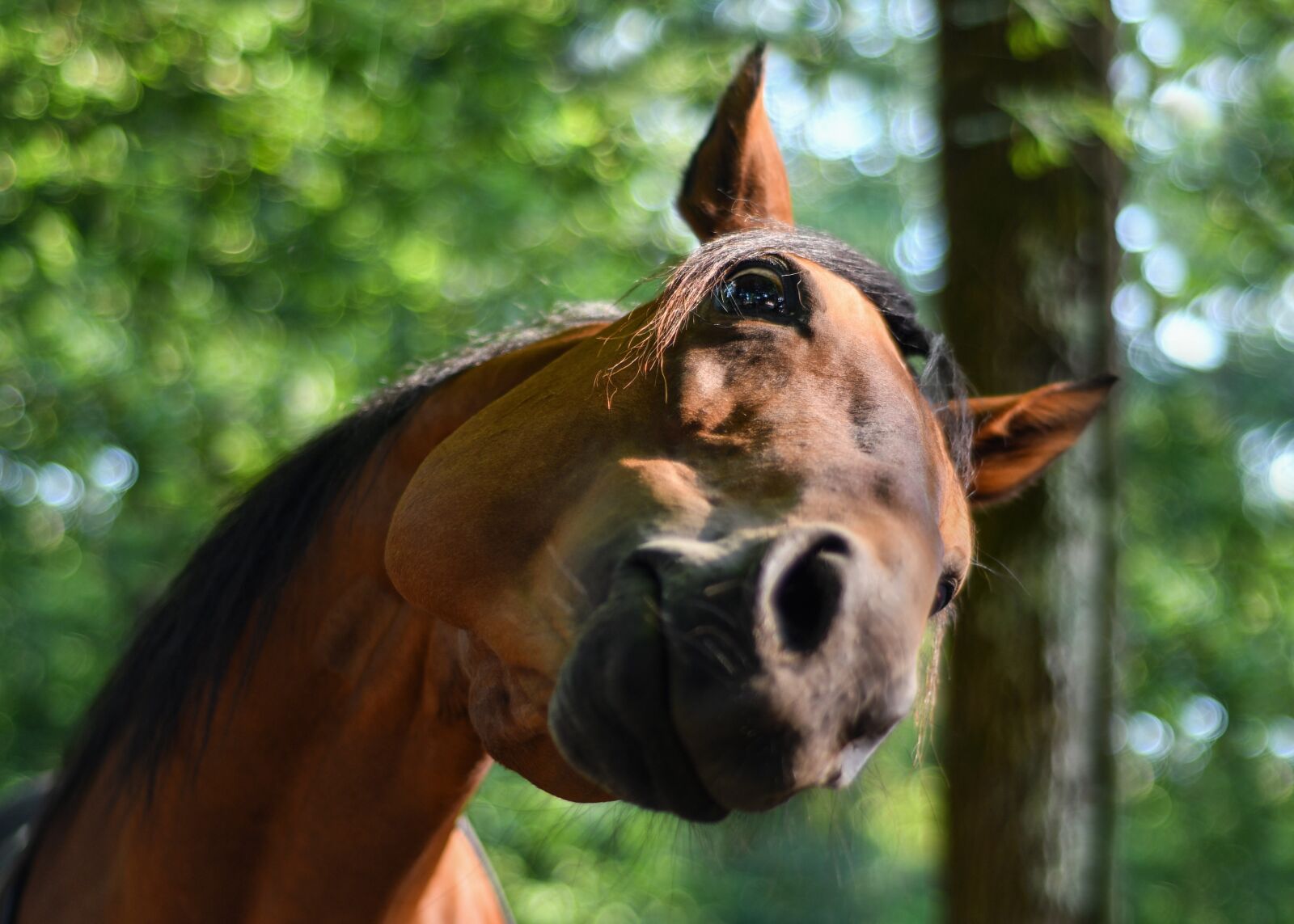 Nikon D500 sample photo. Horse, funny, curious photography