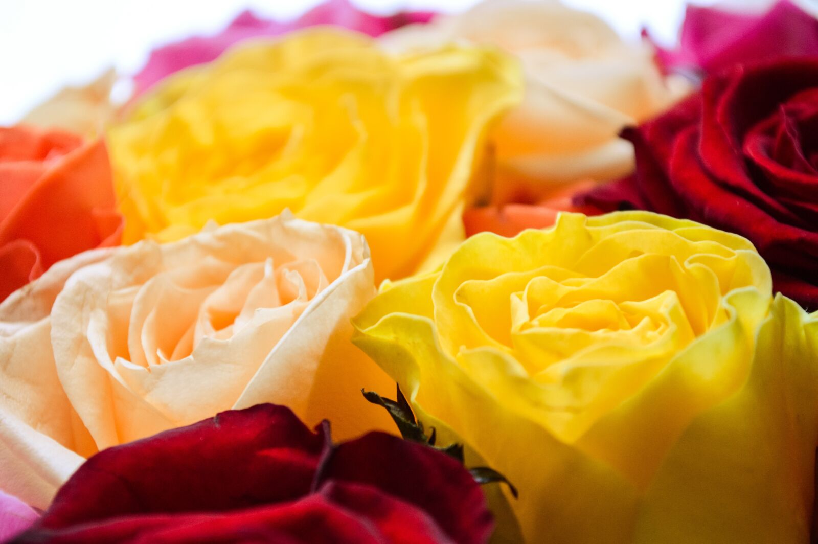 Nikon D3200 sample photo. Flowers, bouquet, prezent photography