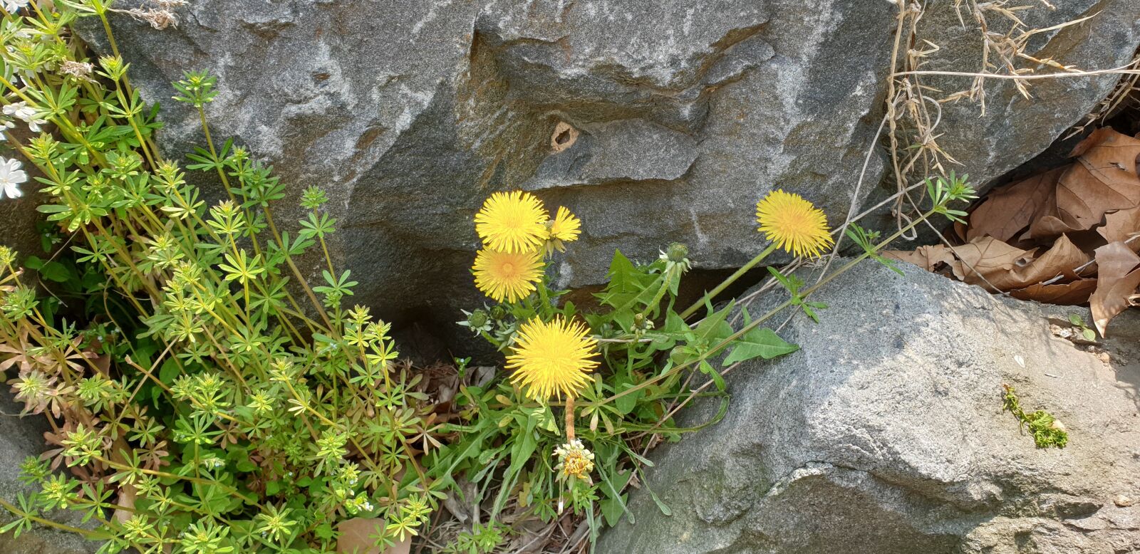 Samsung Galaxy Note9 sample photo. Spring, dandelion, flowers photography