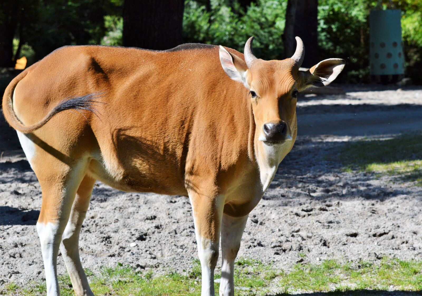 Nikon D3200 sample photo. Cow, beef, animal photography
