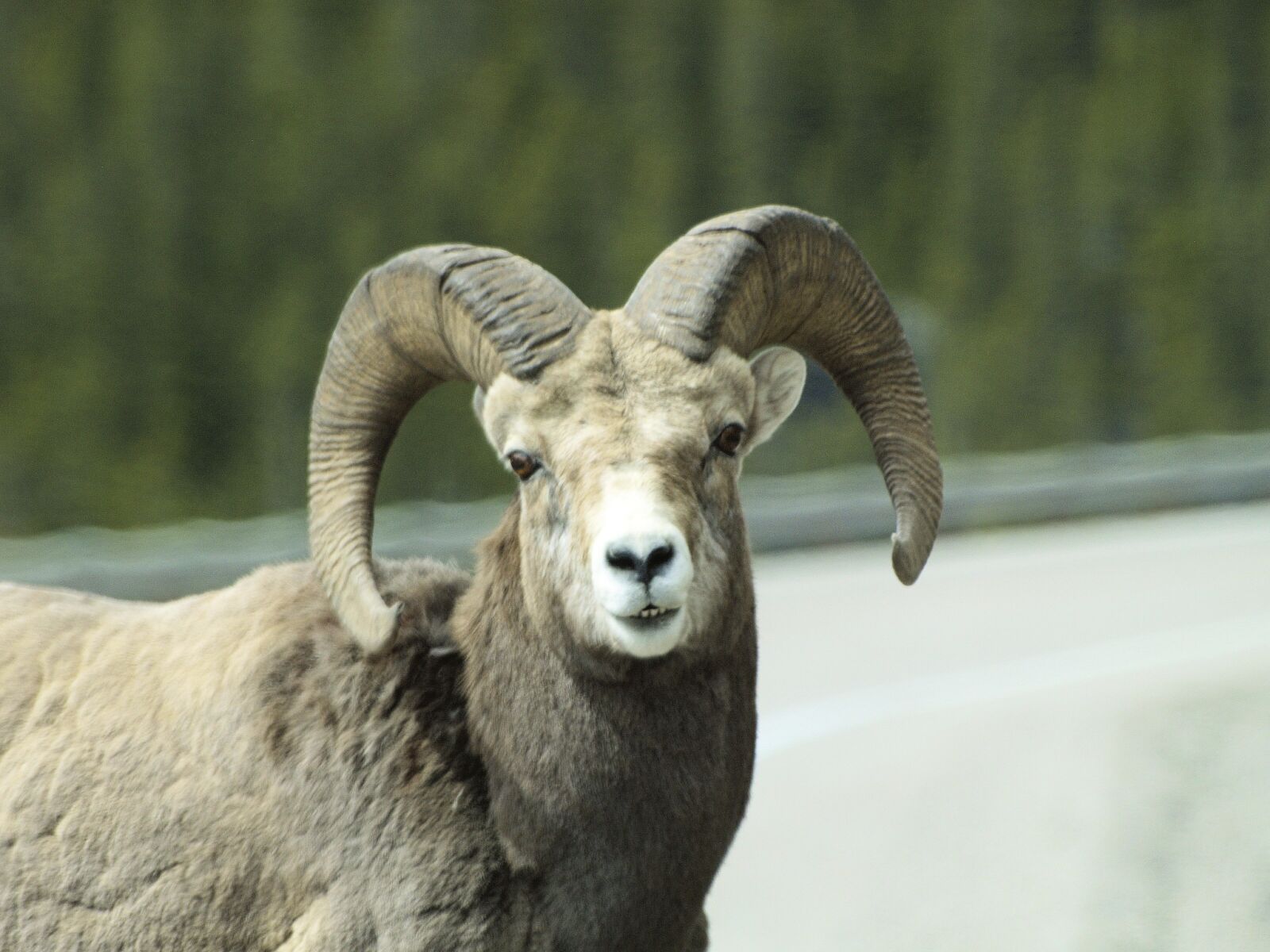 Olympus E-400 (EVOLT E-400) sample photo. Wild, bighorn sheep, animal photography