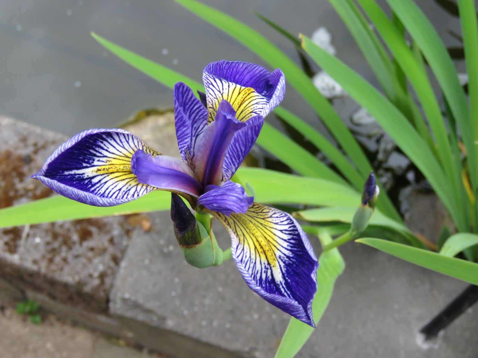 Canon PowerShot SX60 HS sample photo. Iris, pond, flower photography