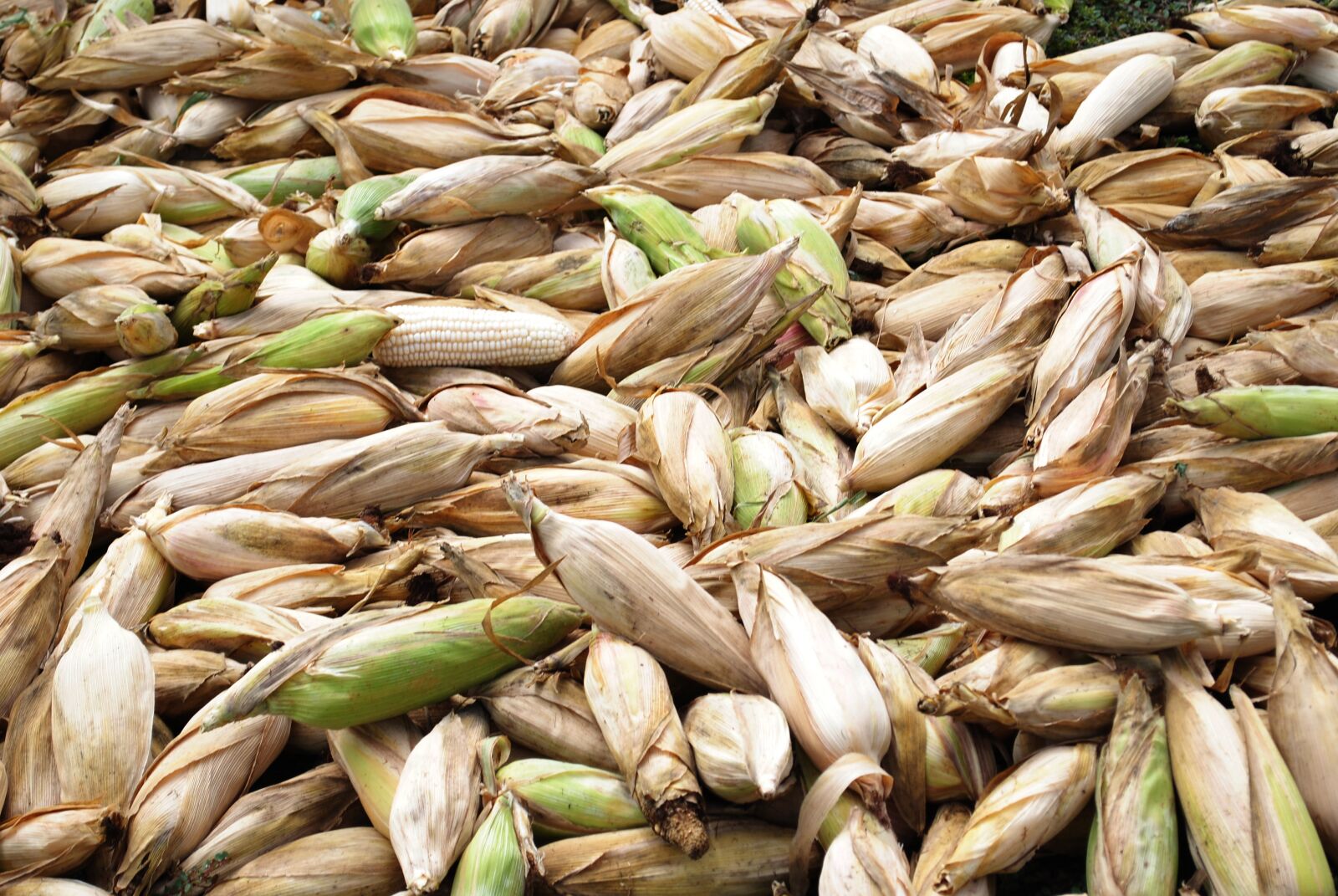Nikon D3000 sample photo. Corn, cob, agriculture photography