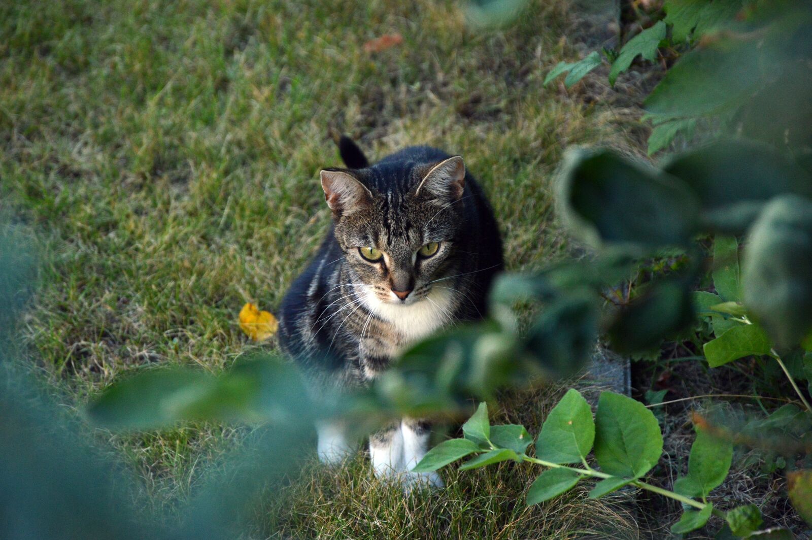 Nikon D3200 sample photo. Cat, animal, domestic cat photography