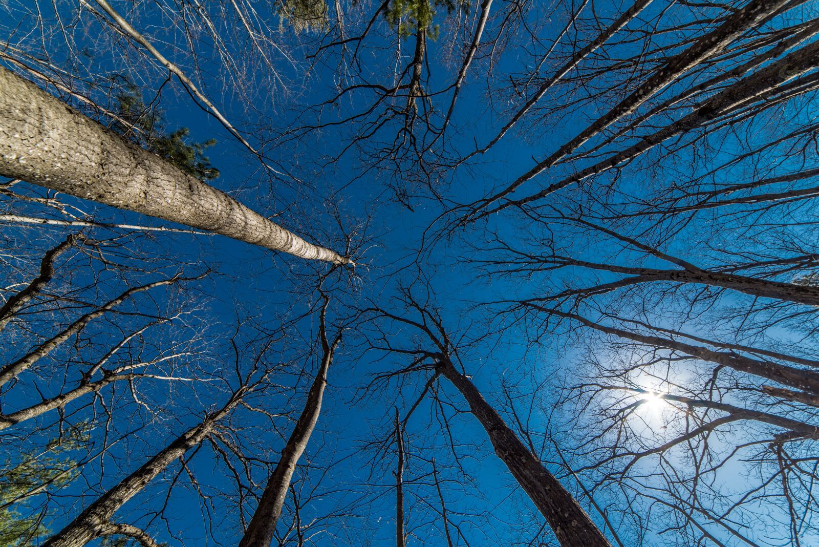 Nikon D810 sample photo. Trees, perspective, wood photography