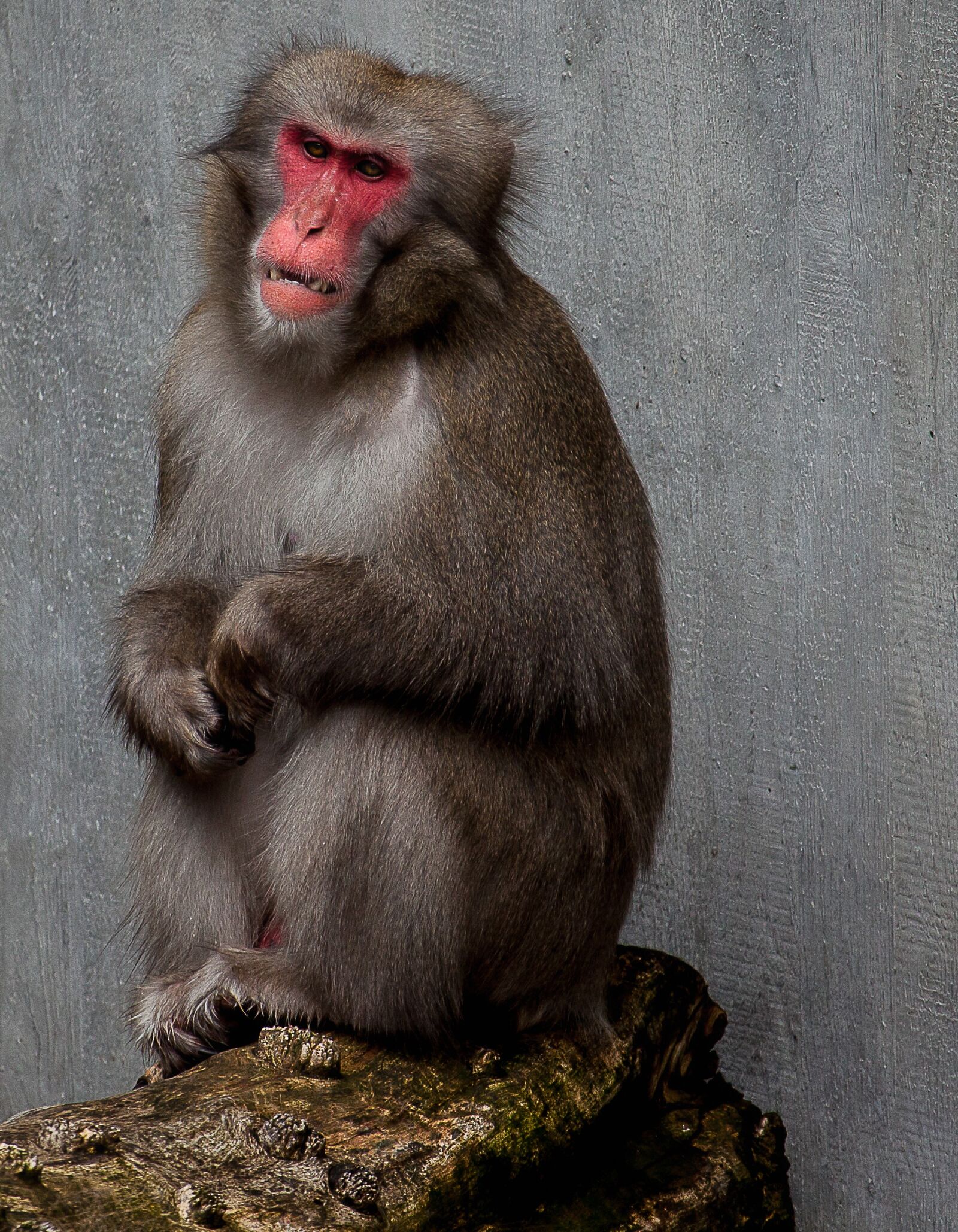 Canon EOS 50D + Canon EF-S 55-250mm F4-5.6 IS STM sample photo. Monkey, animal, zoo photography