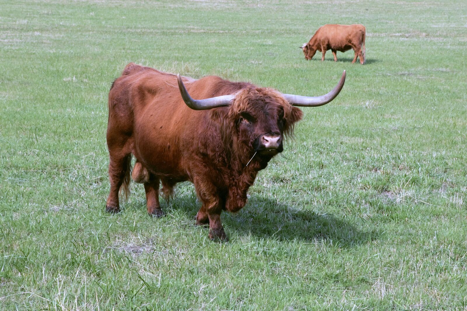 Canon EOS-1D Mark II sample photo. Bull, cattle, scottish highland photography