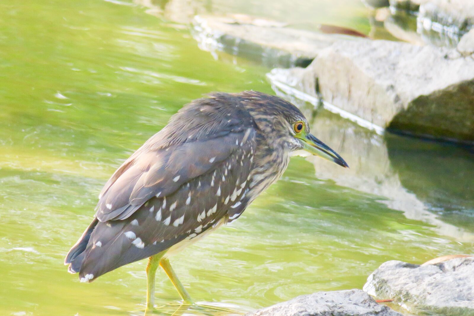 Canon PowerShot G3 X sample photo. Nature, bird, outdoor photography