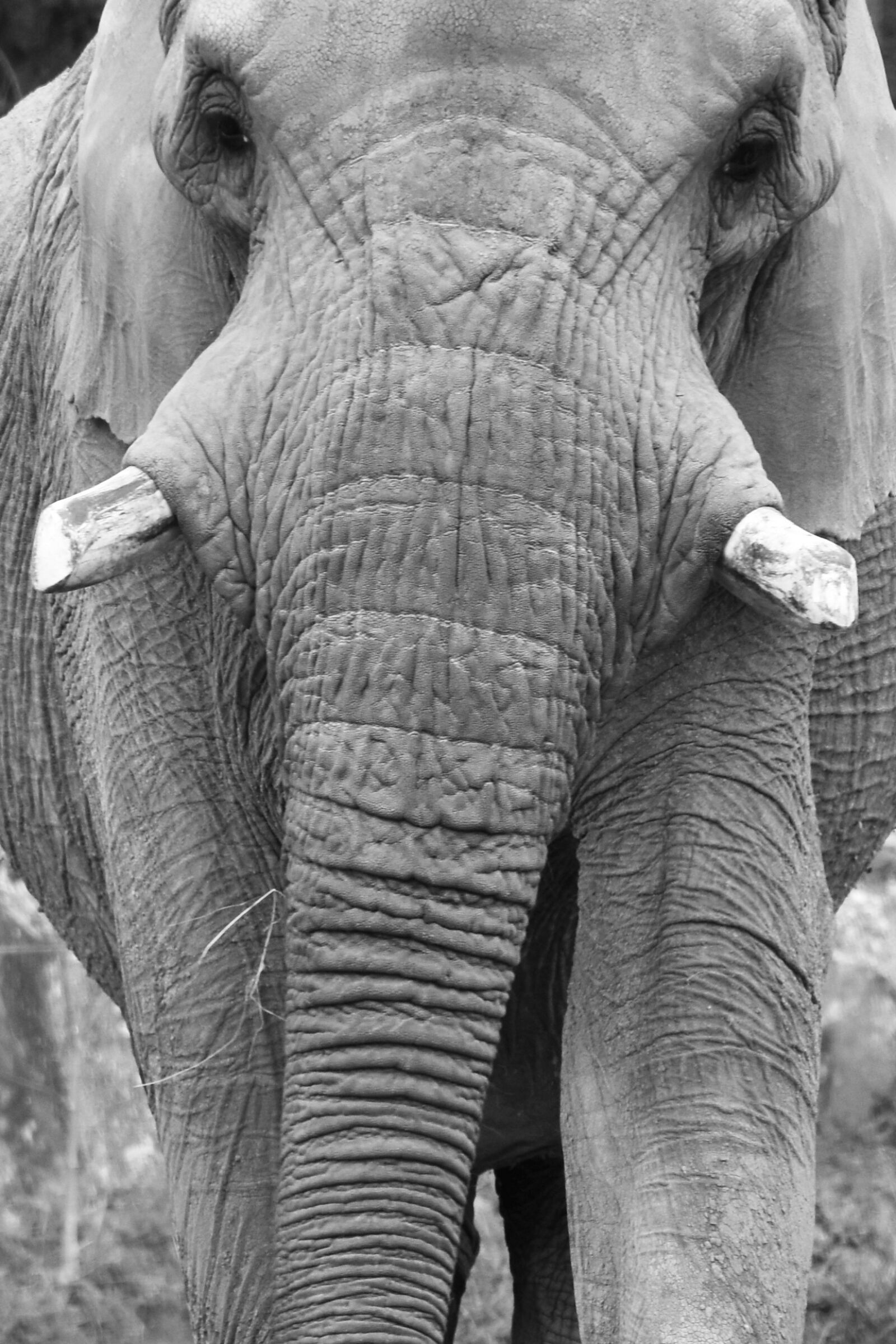Nikon D5500 sample photo. Animal, elephant, africa photography