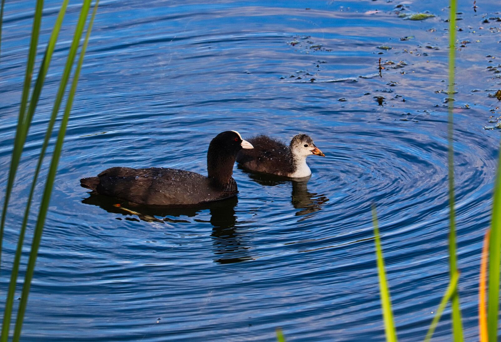 Canon EOS 200D (EOS Rebel SL2 / EOS Kiss X9) sample photo. Coot, chicks, swim photography