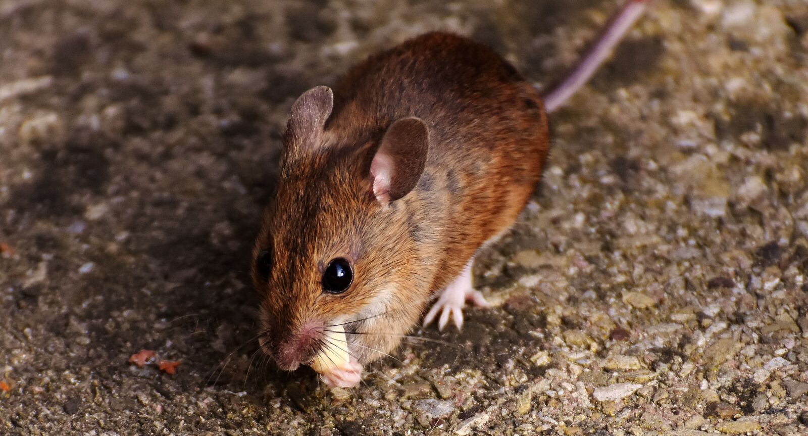 Nikon D7200 sample photo. Wood mouse, rodent, nager photography