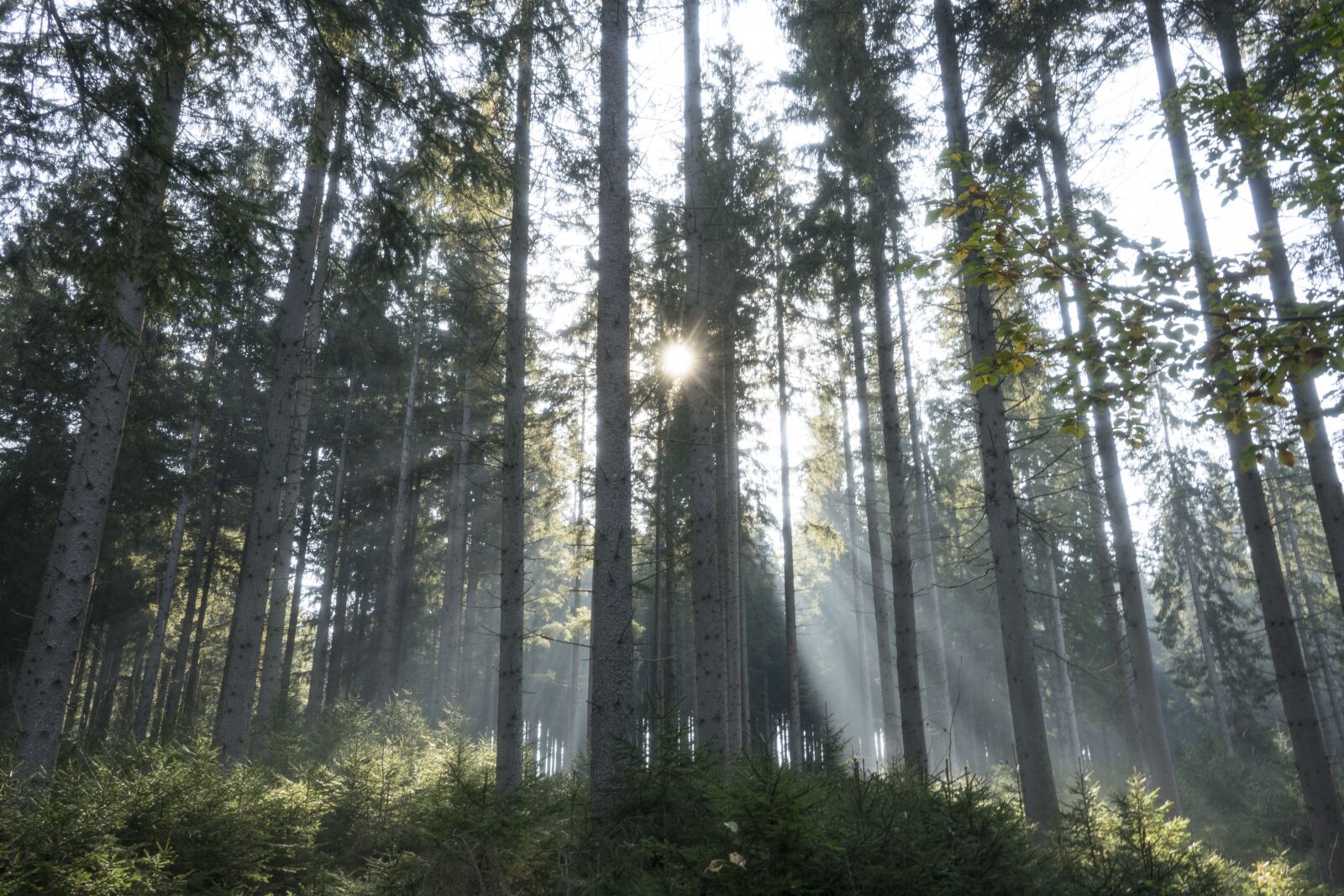 Sony a7 II + Sony Vario Tessar T* FE 24-70mm F4 ZA OSS sample photo. Light, autumn, forest photography