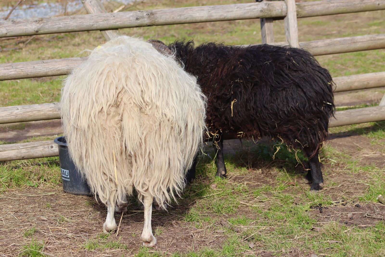 Canon EOS 800D (EOS Rebel T7i / EOS Kiss X9i) sample photo. Sheep, couple, black and photography