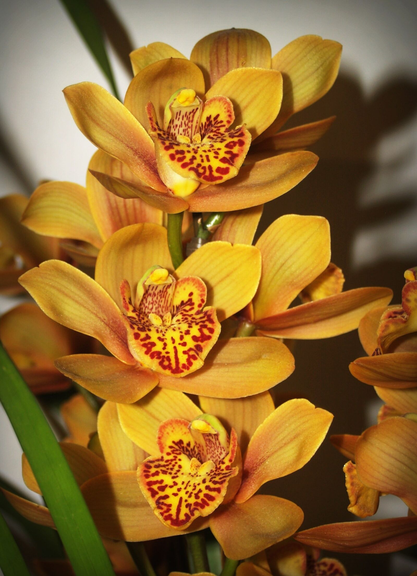 Olympus E-300 (EVOLT E-300) sample photo. Flower, orchid, tropical photography