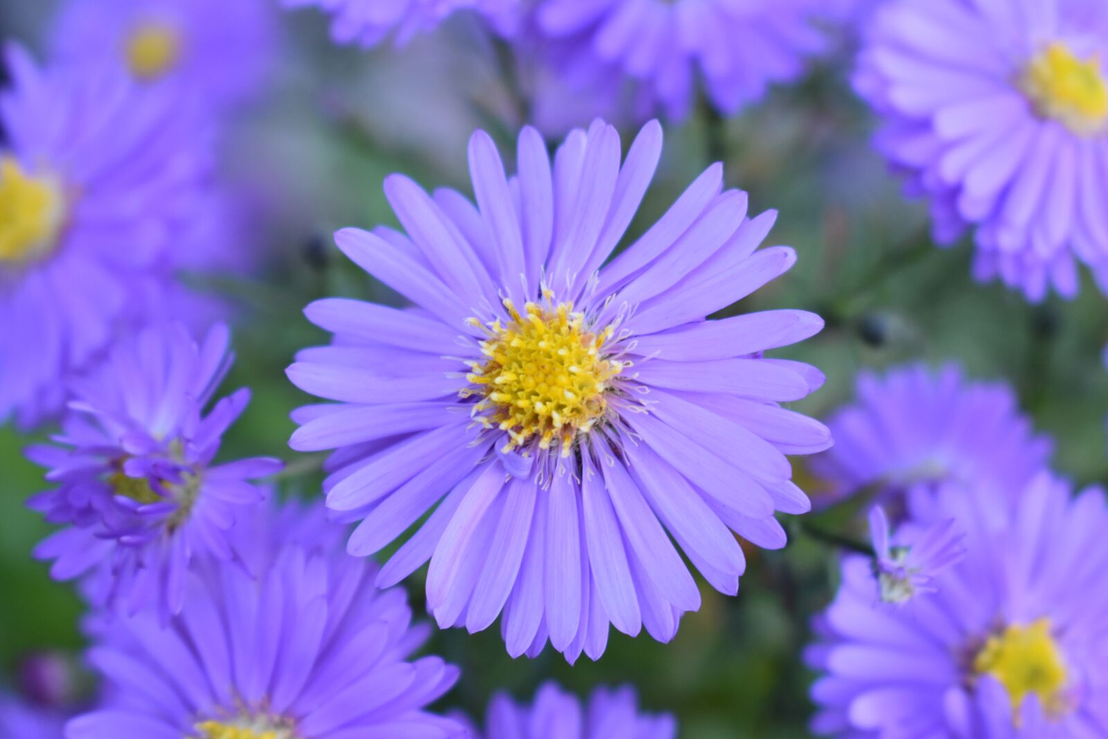 Nikon D3400 sample photo. Santbrink, astra, novoblogika photography