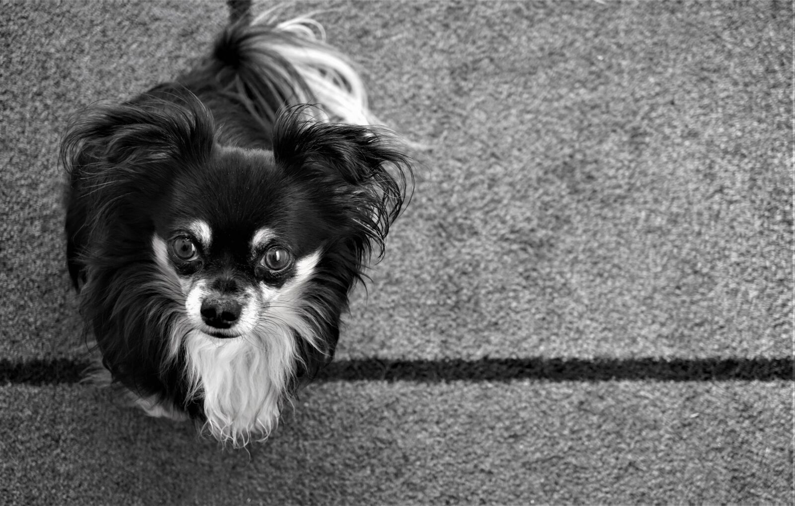 Sony a6000 + Sony E 30mm F3.5 Macro sample photo. Chihuahua, small dog, sweet photography
