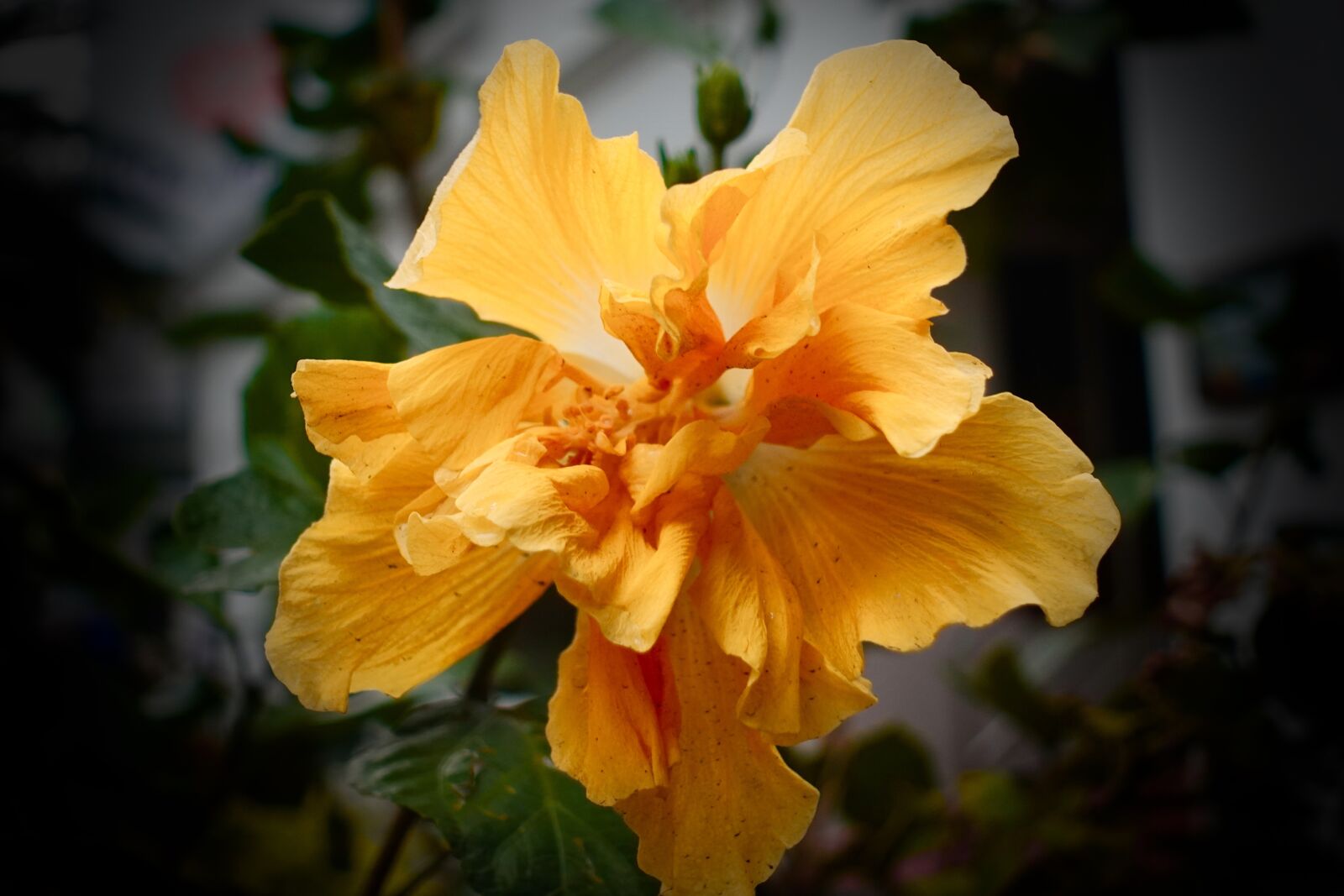 Sony DSC-RX100M5A sample photo. Yellow, flowers, nature photography