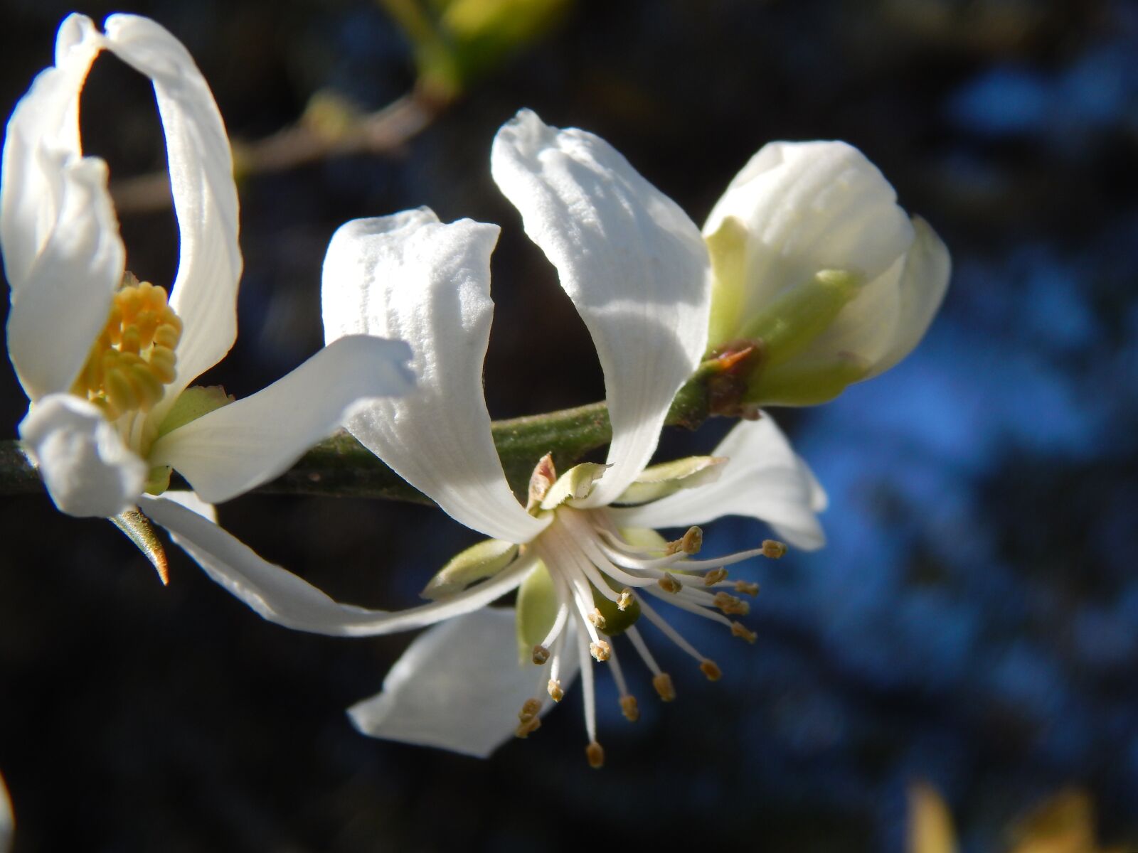 Nikon Coolpix L820 sample photo. White flowers, boutonnieres, spring photography