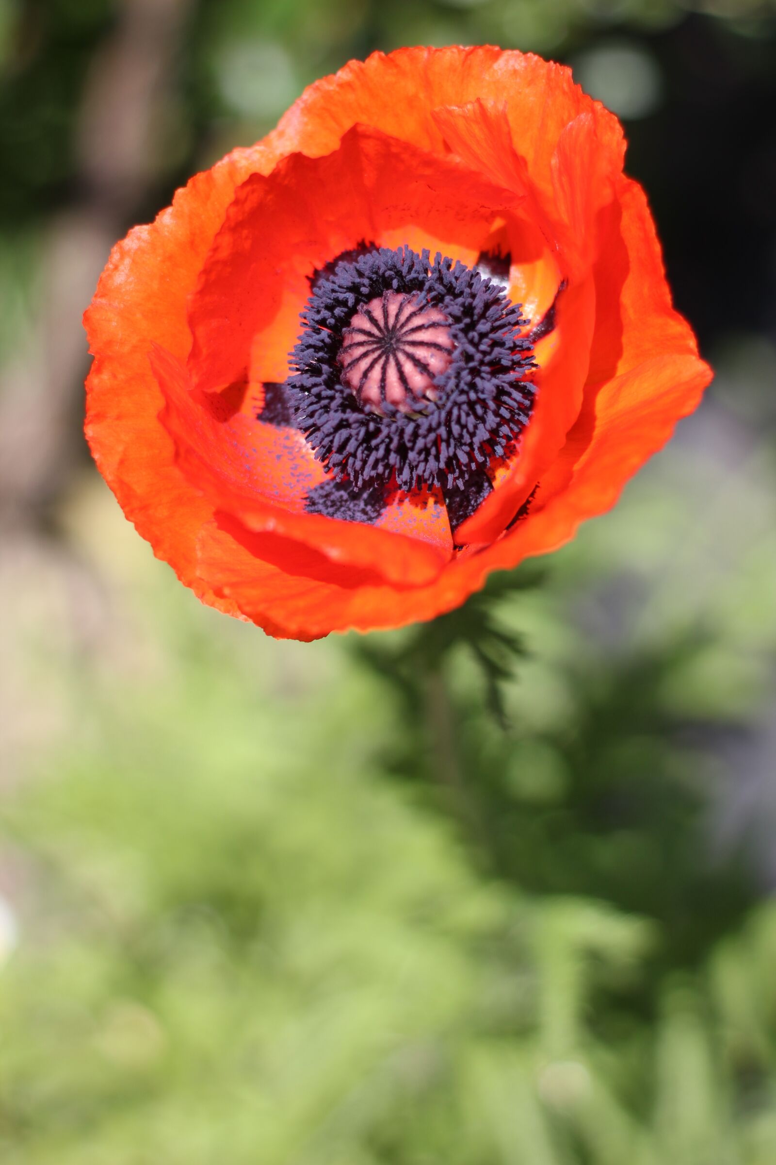 Canon EOS 600D (Rebel EOS T3i / EOS Kiss X5) + Canon EF 50mm F1.8 II sample photo. Maki, flowers, summer photography