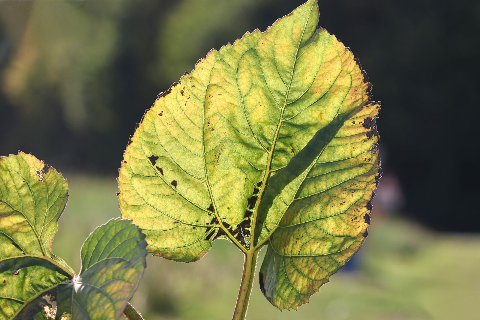 Canon EOS 200D (EOS Rebel SL2 / EOS Kiss X9) sample photo. Leaf, sunflower leaf, sunflower photography