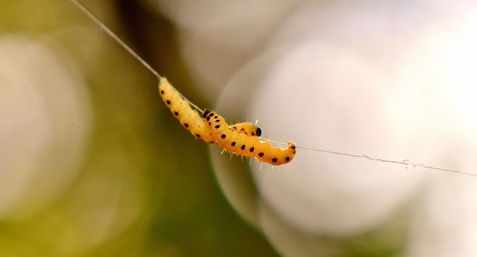 Nikon D7200 sample photo. Larva, wax moth, galleriinae photography