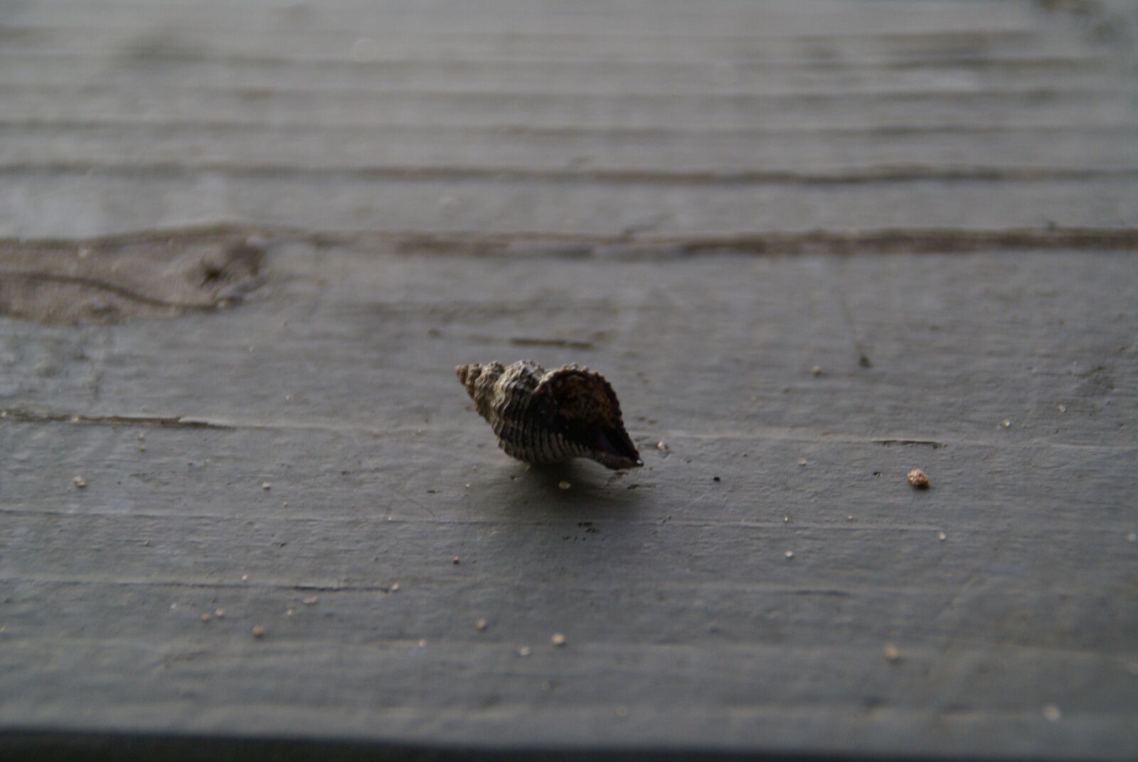 Sony Alpha DSLR-A100 sample photo. Dock, seashell, pier photography