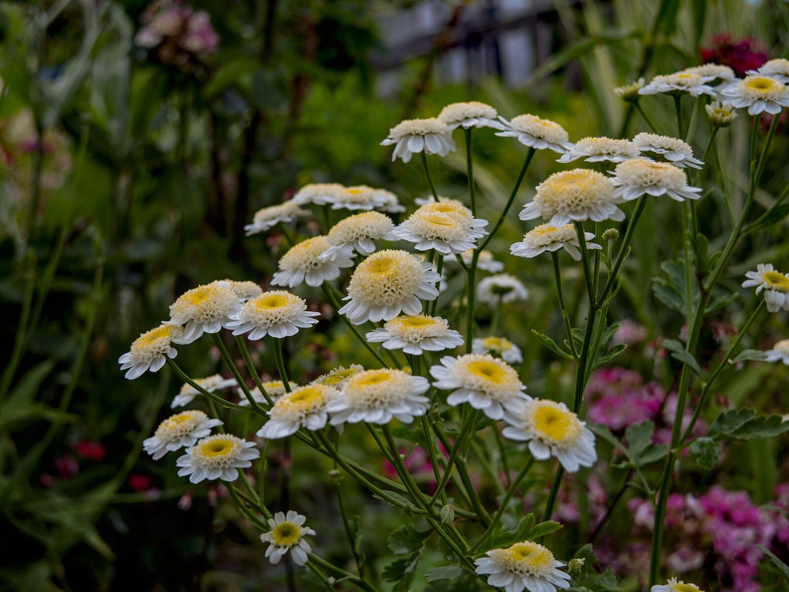 Nikon Coolpix P7700 sample photo. Chrysanthemums, garden, flowers photography