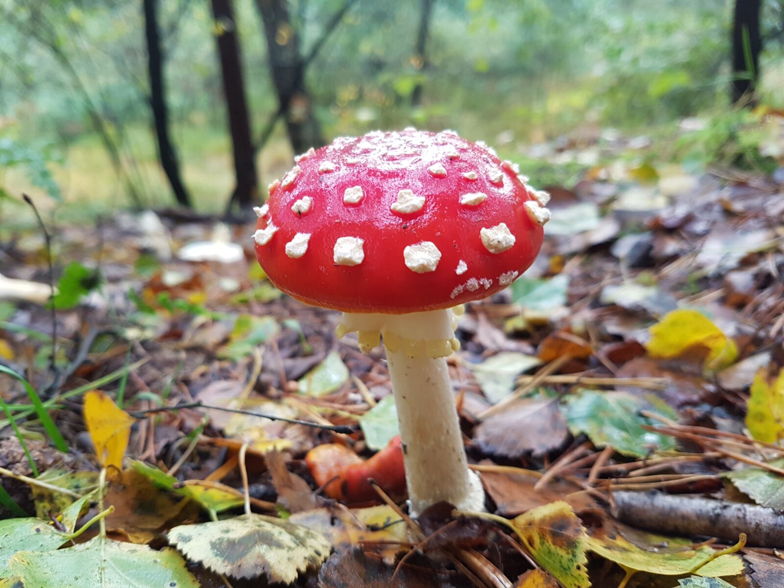 Samsung Galaxy S7 sample photo. Fly agaric, mushroom, forest photography