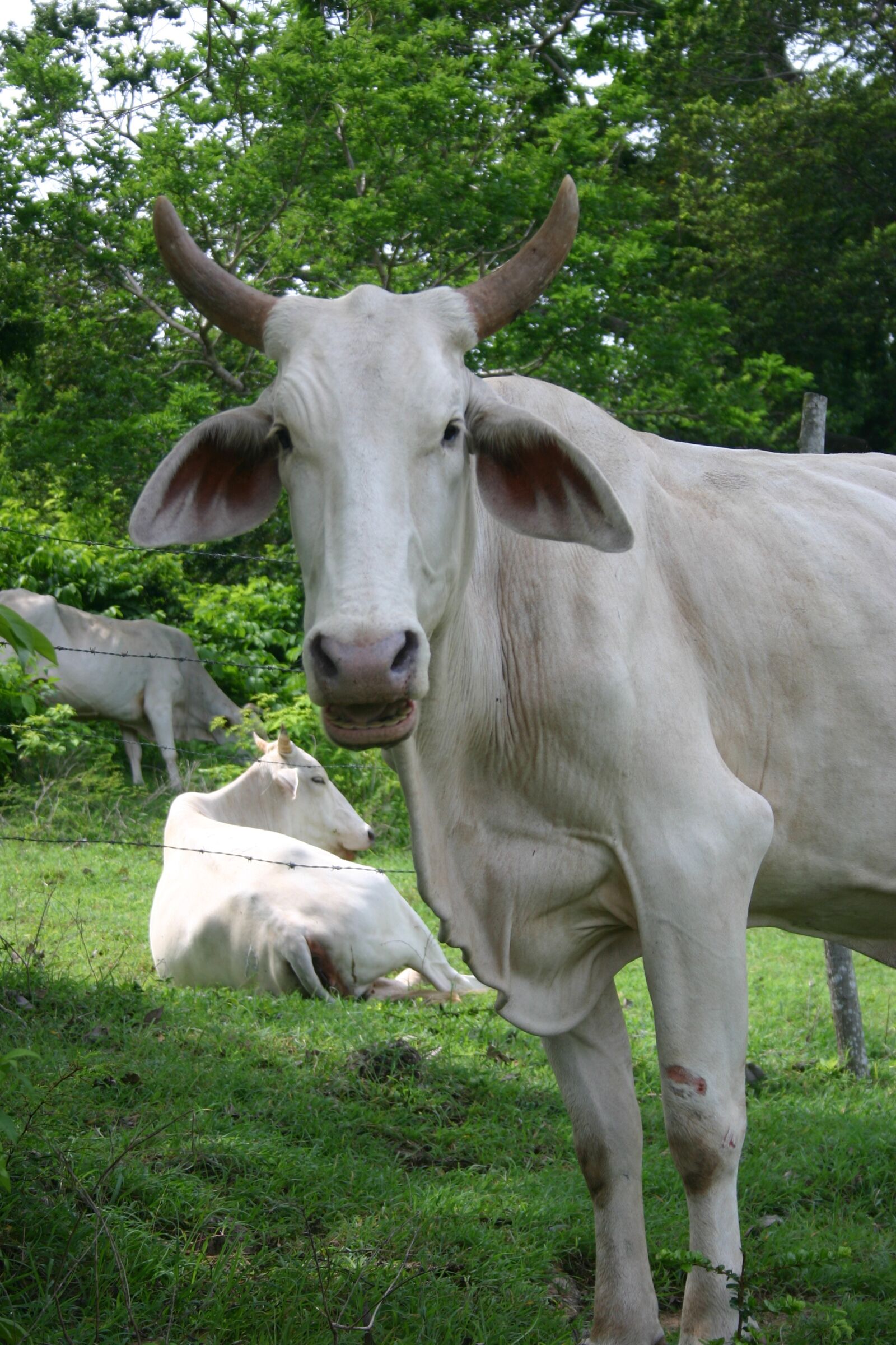 Canon EOS 300D (EOS Digital Rebel / EOS Kiss Digital) sample photo. Brahma, bull, caribbean photography