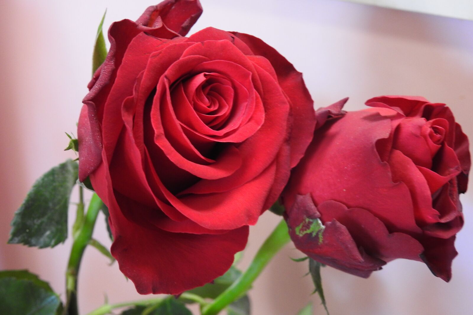 Nikon Coolpix P900 sample photo. Rose, flower, petal photography